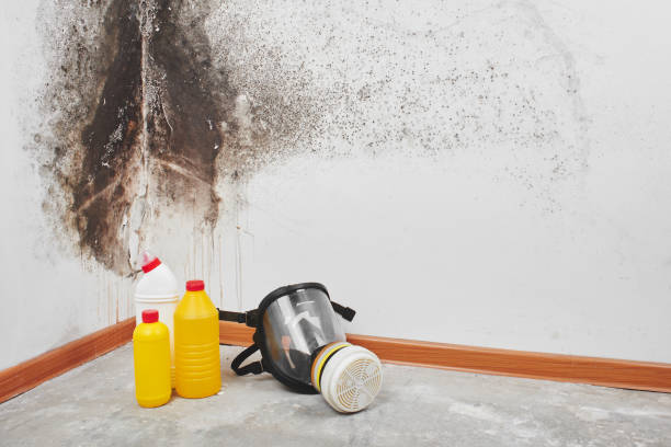 Best DIY Mold Remediation Support Services in Fillmore, UT