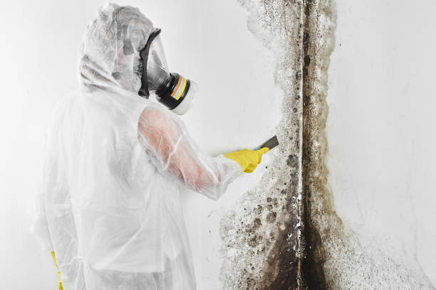 Best Insurance-Related Mold Remediation in Fillmore, UT