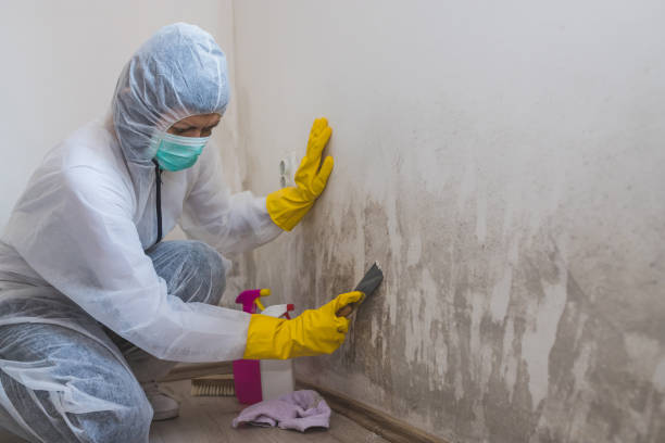 Best Residential Mold Remediation in Fillmore, UT