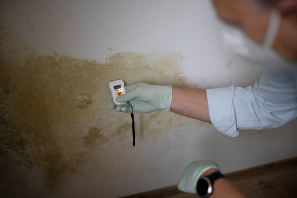 Best Residential Mold Remediation in Fillmore, UT