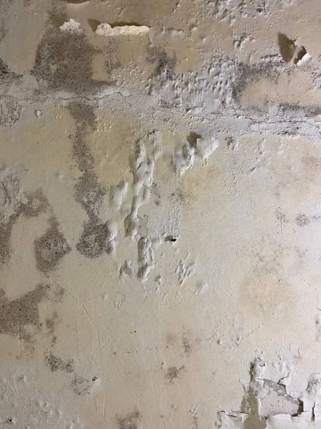 Best Basement Mold Remediation in Fillmore, UT