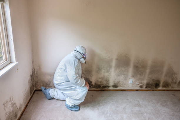 Localized Mold Remediation (e.g., coastal areas, humid climates)